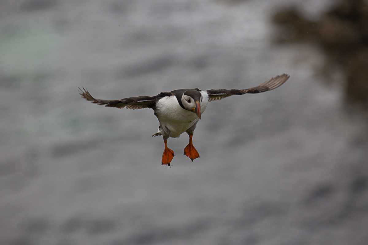 puffin