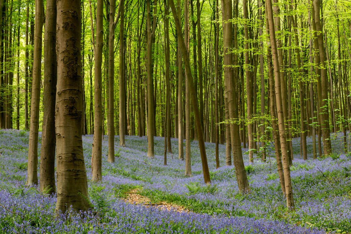 hallerbos-belgien