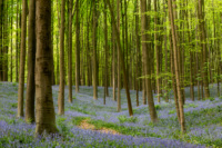 hallerbos-belgien